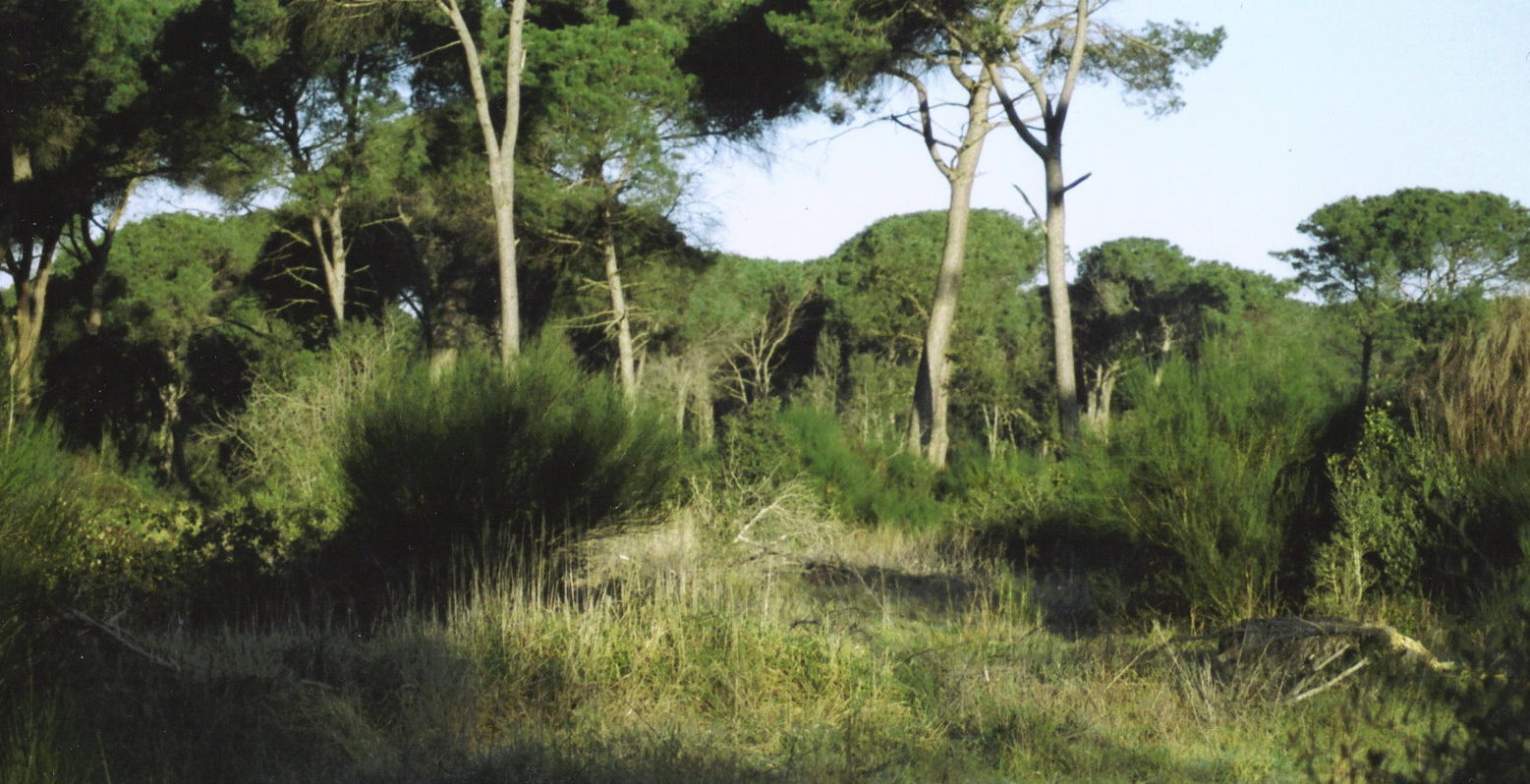 facciamo un giro in pineta?